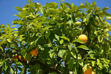 Large orange tree close-up against blue sky


