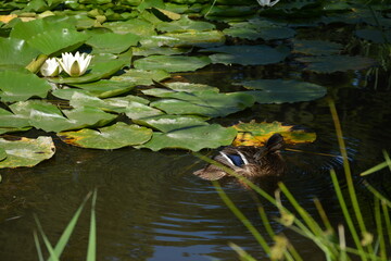 A wild duck swims in a pond with water lilies

