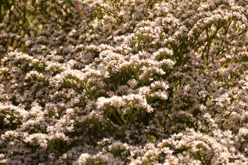 The light flowers of the low perennial bushes of goniolimon tatarica densely cover the ground