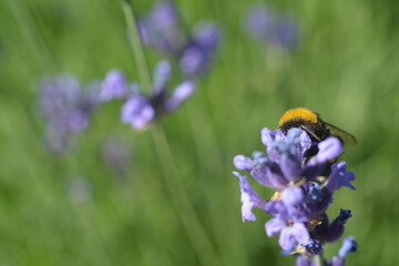 Stems with purple lavender flowers and bumblebees on it
