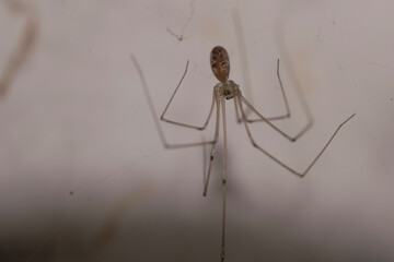 Spider big legs on the wall