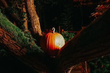 Halloween mood.Pumpkin with oak leaf in Autumn Setting in ominous light and shadow on mossy...