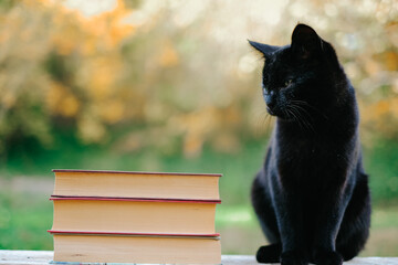 Stack of books and black kitten in the autumn garden.Scientist cat. Halloween stories, fairy tales...