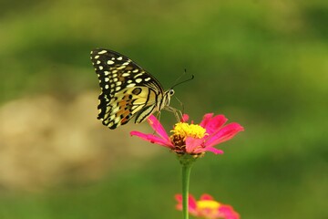 orange butterfly on zinnia flower, Papilio demoleus, or Lime Butterfly, is a butterfly belonging to the family Papilionidae and subfamily Papilioninae.