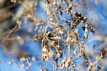 飛び出し飛翔する可愛いヤマガラ（シジュウカラ科）
英名学名：Varied Tit (Sittiparus varius)
埼玉県北本市、北本自然観察公園    2025
