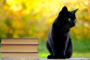 Halloween books and black cat. Halloween autumn stories.Portrait of Black Cat with Stack of...