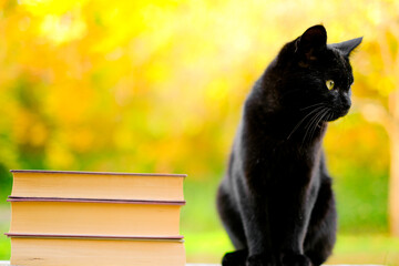 Books about magic and witchcraft.Black cat and stack of books on yellow blurred background....