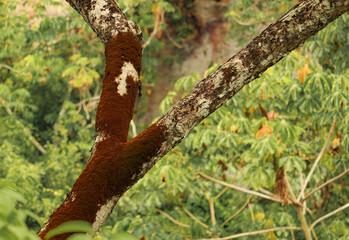 Chapada das Mesas - Maranhão 