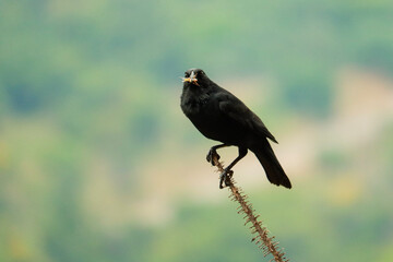 Obraz premium Chapada das Mesas - Maranhão 