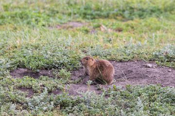 Prairie dog at the burrow