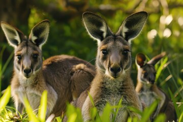 Kangaroo family resting on grass near house, ideal for outdoor lifestyle visuals and real estate themed promotions