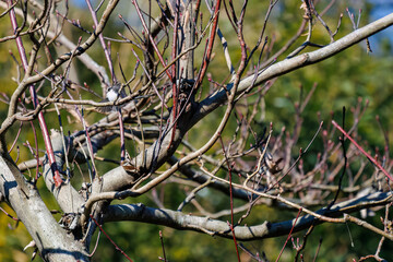 羽ばたいて飛び出す可愛いエナガ（エナガ科）
英名学名：long tailed tit (Aegithalos caudatus)
埼玉県北本市、北本自然観察公園 2024
