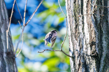 羽ばたいて飛び出す可愛いエナガ（エナガ科）
英名学名：long tailed tit (Aegithalos caudatus)
埼玉県北本市、北本自然観察公園 2024

