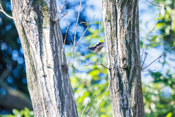 羽ばたいて飛び出す可愛いエナガ（エナガ科）
英名学名：long tailed tit (Aegithalos caudatus)
埼玉県北本市、北本自然観察公園 2024
