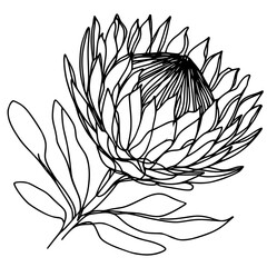 Botanical Whispers, This botanical illustration reveals the detailed anatomy of each petal