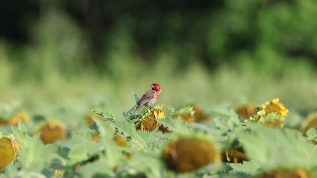 Red finch perched atop sunflower in sunflower field. 