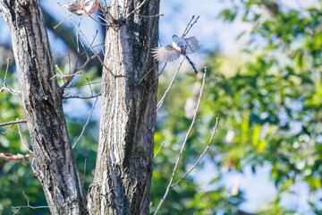 羽ばたいて飛び出す可愛いエナガ（エナガ科）
英名学名：long tailed tit (Aegithalos caudatus)
埼玉県北本市、北本自然観察公園 2024
