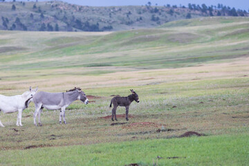 Fototapeta premium Wild burro with foal in a meadow