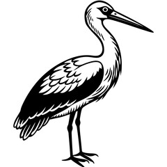 black crowned night heron