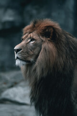 Obraz premium create stunning portrait of one of top rare wild animals set against minimalistic background that enhances its