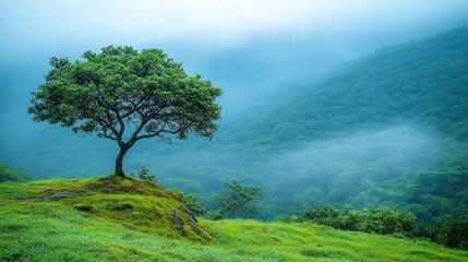 Fototapeta premium Misty mountain landscape with lone tree