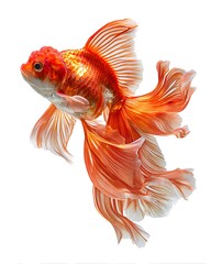Fototapeta premium Elegant goldfish with flowing tail and fins, isolated on white. Common for aquatic or pet themes.