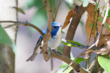 羽ばたいて飛び出す幸せの青い鳥、可愛いルリビタキ（ヒタキ科） 英名学名：Red flanked Bluetail (Tarsiger cyanurus) 埼玉県北本市、北本自然観察公園 2024 
