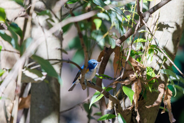 羽ばたいて飛び出す幸せの青い鳥、可愛いルリビタキ（ヒタキ科） 英名学名：Red flanked Bluetail (Tarsiger cyanurus) 埼玉県北本市、北本自然観察公園 2024 