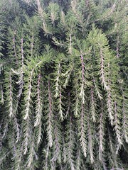 fir tree branches hornaments