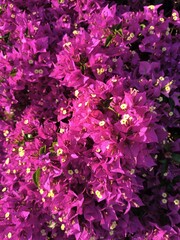 pink hydrangea flowers 