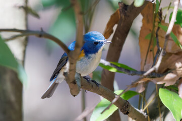 羽ばたいて飛び出す幸せの青い鳥、可愛いルリビタキ（ヒタキ科） 英名学名：Red flanked Bluetail (Tarsiger cyanurus) 埼玉県北本市、北本自然観察公園 2024 