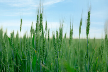 Wheat spikes growing in field outdoors, closeup