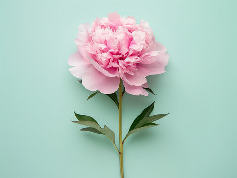 Flor rosada peon&iacute;a sobre fondo pastel