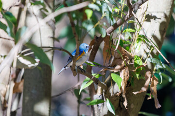 羽ばたいて飛び出す幸せの青い鳥、可愛いルリビタキ（ヒタキ科） 英名学名：Red flanked Bluetail (Tarsiger cyanurus) 埼玉県北本市、北本自然観察公園 2024 