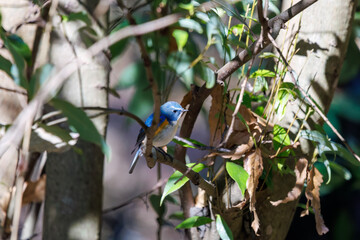 羽ばたいて飛び出す幸せの青い鳥、可愛いルリビタキ（ヒタキ科） 英名学名：Red flanked Bluetail (Tarsiger cyanurus) 埼玉県北本市、北本自然観察公園 2024 