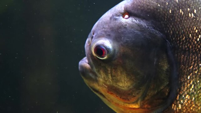 Piranha CloseUp with Aquarium.