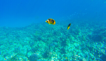 coral and fish in the red sea sahl hasheesh egypt
