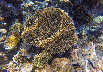 coral and fish in the red sea sahl hasheesh egypt