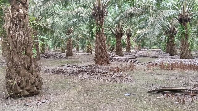 inside a 7 years old palm oil plantation  in rural area  in kluang, johorin Malaysia