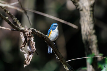 羽ばたいて飛び出す幸せの青い鳥、可愛いルリビタキ（ヒタキ科） 英名学名：Red flanked Bluetail (Tarsiger cyanurus) 埼玉県北本市、北本自然観察公園 2024 