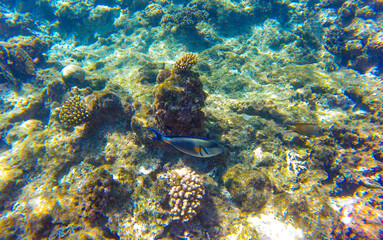 coral and fish in the red sea sahl hasheesh egypt
