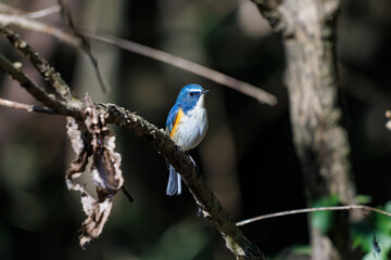 羽ばたいて飛び出す幸せの青い鳥、可愛いルリビタキ（ヒタキ科） 英名学名：Red flanked Bluetail (Tarsiger cyanurus) 埼玉県北本市、北本自然観察公園 2024 