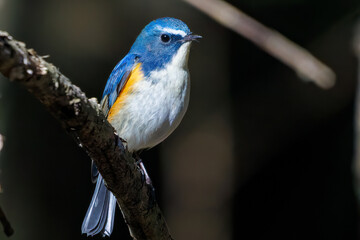 羽ばたいて飛び出す幸せの青い鳥、可愛いルリビタキ（ヒタキ科） 英名学名：Red flanked Bluetail (Tarsiger cyanurus) 埼玉県北本市、北本自然観察公園 2024 