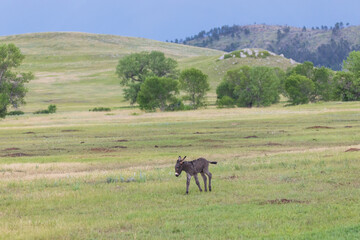 Wild burro foal in a meadow