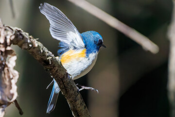 羽ばたいて飛び出す幸せの青い鳥、可愛いルリビタキ（ヒタキ科） 英名学名：Red flanked Bluetail (Tarsiger cyanurus) 埼玉県北本市、北本自然観察公園 2024 