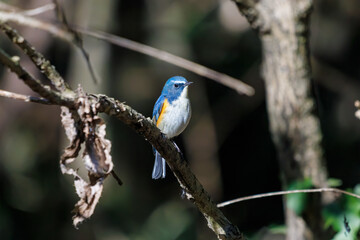 羽ばたいて飛び出す幸せの青い鳥、可愛いルリビタキ（ヒタキ科） 英名学名：Red flanked Bluetail (Tarsiger cyanurus) 埼玉県北本市、北本自然観察公園 2024 