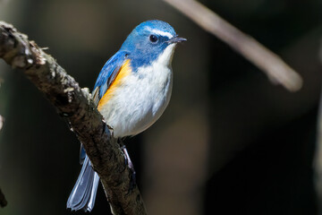 羽ばたいて飛び出す幸せの青い鳥、可愛いルリビタキ（ヒタキ科） 英名学名：Red flanked Bluetail (Tarsiger cyanurus) 埼玉県北本市、北本自然観察公園 2024 