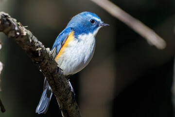 羽ばたいて飛び出す幸せの青い鳥、可愛いルリビタキ（ヒタキ科） 英名学名：Red flanked Bluetail (Tarsiger cyanurus) 埼玉県北本市、北本自然観察公園 2024 
