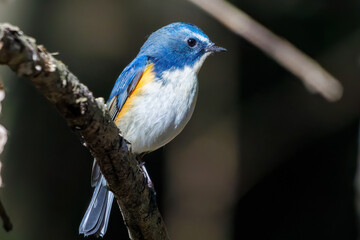 羽ばたいて飛び出す幸せの青い鳥、可愛いルリビタキ（ヒタキ科） 英名学名：Red flanked Bluetail (Tarsiger cyanurus) 埼玉県北本市、北本自然観察公園 2024 