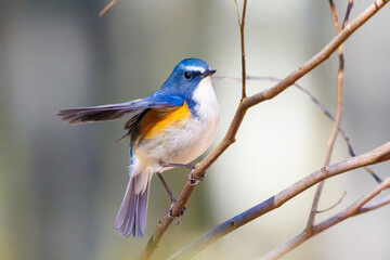 羽ばたいて飛び出す幸せの青い鳥、可愛いルリビタキ（ヒタキ科） 英名学名：Red flanked Bluetail (Tarsiger cyanurus) 埼玉県北本市、北本自然観察公園 2024 